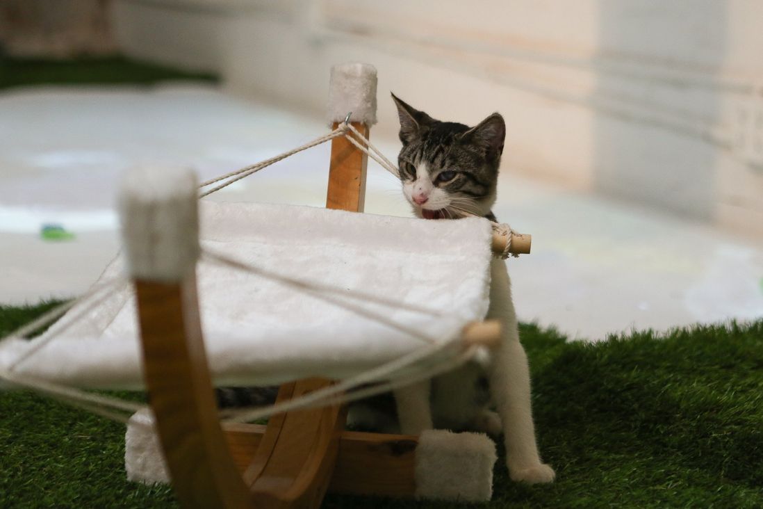 Gnawing on kitty hammocks—yum<br/>